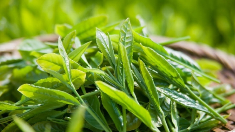 Trà xanh là một loại thảo dược dùng để rơ lưỡi hiệu quả.