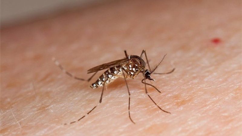 Hình ảnh muỗi vằn mang virus gây sốt xuất huyết