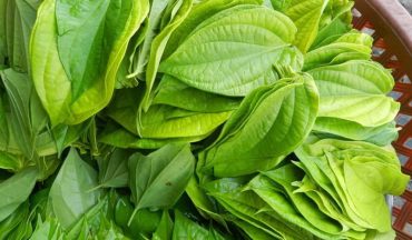 Công dụng của lá trầu không với trẻ bị rôm sảy