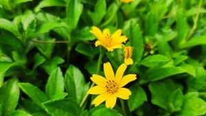 Tắm thảo dược có an toàn cho bé không