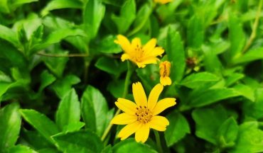 Tắm thảo dược có an toàn cho bé không