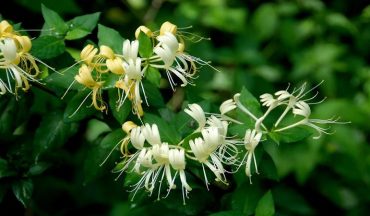 Khi nào nên tắm thảo dược cho bé? Cha mẹ cần biết