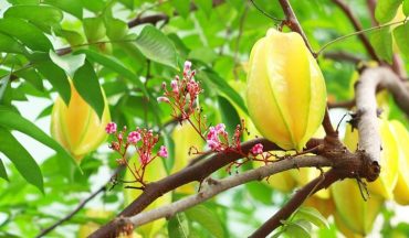 Tắm lá khế cho trẻ sơ sinh bị rôm sảy có tốt không?