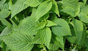 Tắm lá kinh giới cho bé – Bí quyết làm dịu da, hết rôm sảy