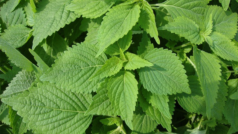 Tắm lá kinh giới cho bé – Bí quyết làm dịu da, hết rôm sảy