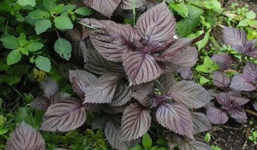 Tắm lá tía tô cho trẻ sơ sinh: Dịu da, sạch mẩn đỏ