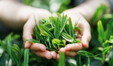 Tắm lá chè xanh cho trẻ sơ sinh có giúp giảm hăm tã không? Sự thật mẹ nên biế