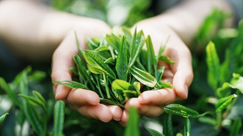 Tắm lá chè xanh cho trẻ sơ sinh có giúp giảm hăm tã không? Sự thật mẹ nên biế