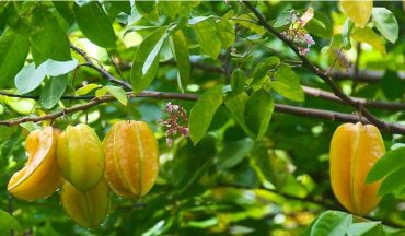 Tắm lá khế cho trẻ sơ sinh: Dân gian truyền miệng hay thực sự hiệu quả?