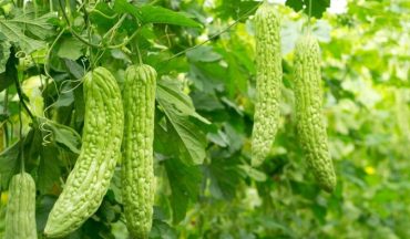 Tắm lá khổ qua cho trẻ sơ sinh tại nhà: Cẩn thận nguy cơ kích ứng da và nhiễm khuẩn