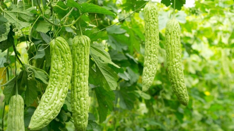 Tắm lá khổ qua cho trẻ sơ sinh tại nhà: Cẩn thận nguy cơ kích ứng da và nhiễm khuẩn