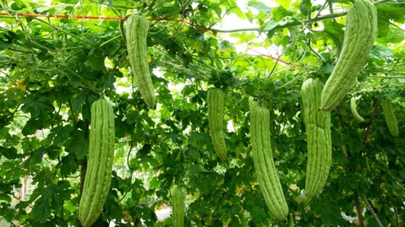 tắm lá mướp đắng